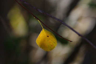 Close-up of yellow leaf on twig