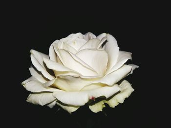 Close-up of white rose against black background