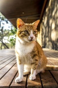 Close-up portrait of a cat