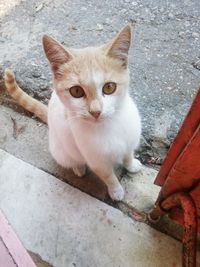 Close-up of cat staring