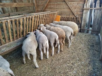 High angle view of sheep in pen