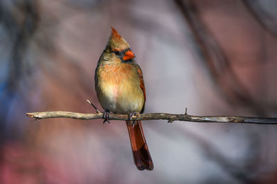 Close-up of bird perching on leaf