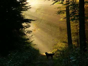 Dog in forest against sky