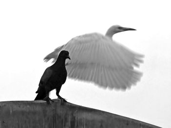 Low angle view of bird perching against clear sky