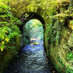 River flowing through forest