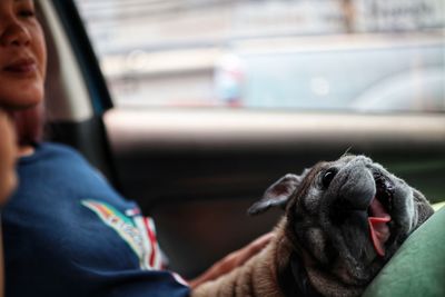 Close-up of dog looking away