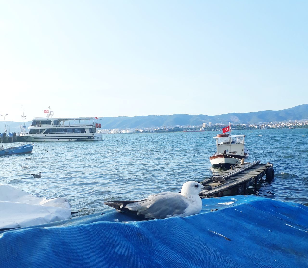 SEAGULL ON A BOAT IN SEA AGAINST SKY