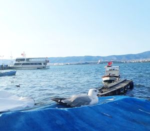 Seagull on a boat in sea against clear sky