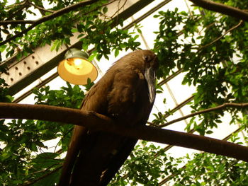 Low angle view of bird perching on tree