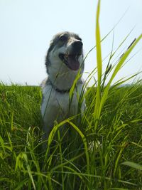 Dog looking away on grass in field