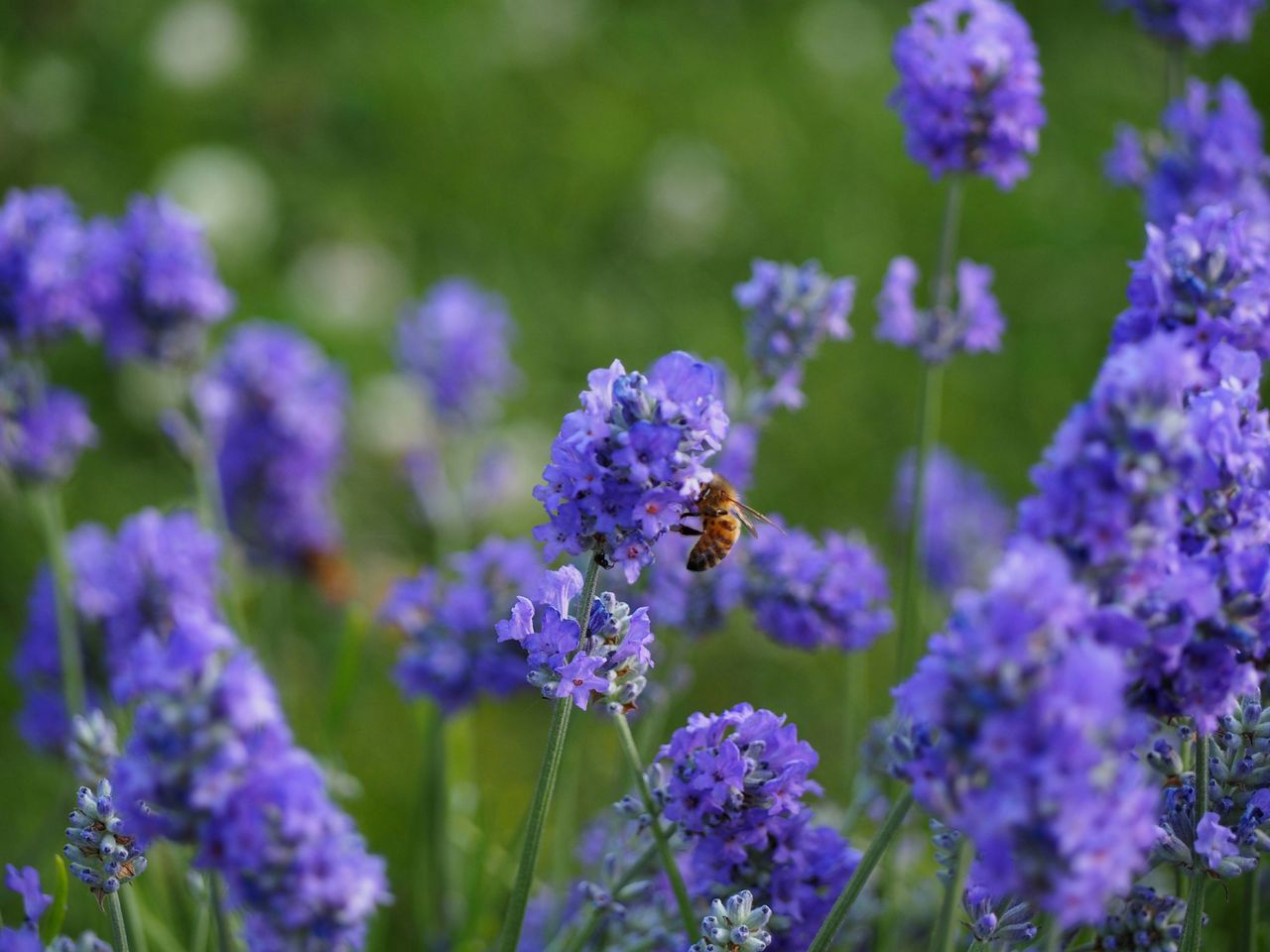 flower, purple, freshness, fragility, growth, beauty in nature, focus on foreground, blooming, petal, plant, nature, close-up, flower head, selective focus, stem, in bloom, field, outdoors, day, no people