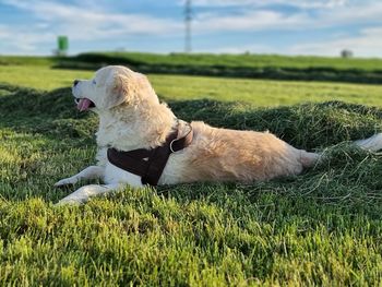 Dog lying on grass