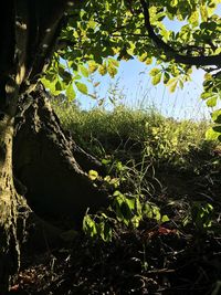 Close-up of plants growing on field