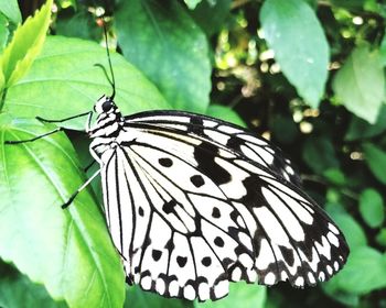 Close-up of butterfly on leaf