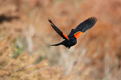 Black bird flying over field