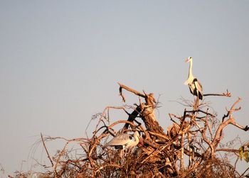 Low angle view of cranes perching on branch