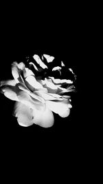 Close-up of flower over black background