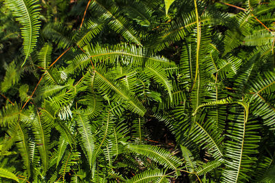 Full frame shot of palm tree leaves