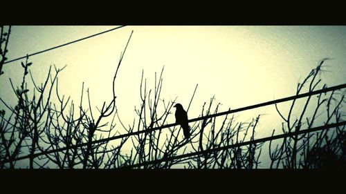 Silhouette bird perching on grass against sky