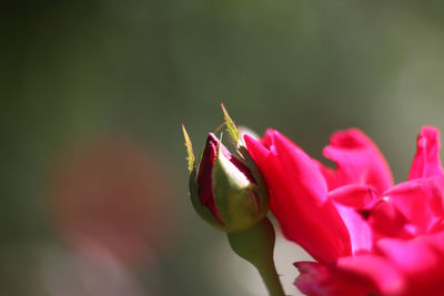 Close-up of pink flowering plant