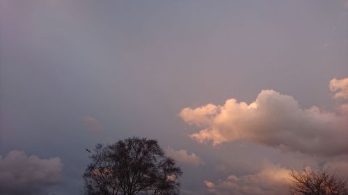 Low angle view of trees against sky