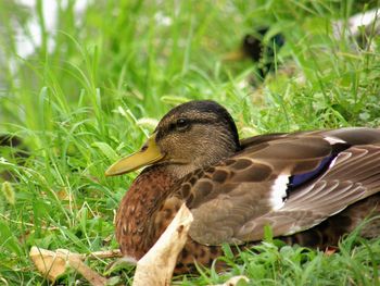 Close-up of mallard duck on field