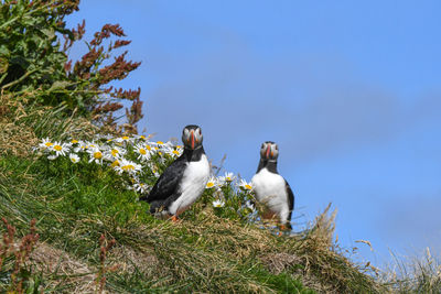 Low angle view of birds on grass against sky