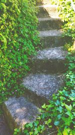 Close-up of plants by water