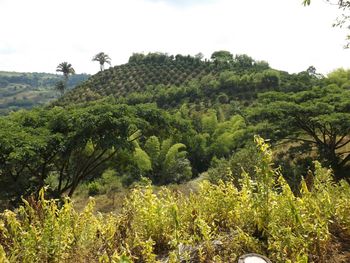 Scenic view of green landscape