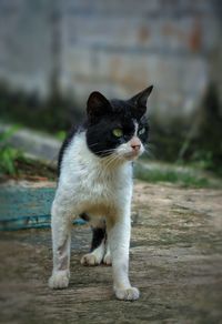 pet