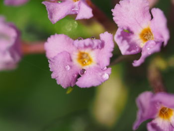 Close-up of flowers against blurred background