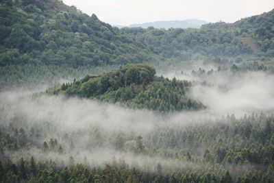 Scenic view of forest against sky