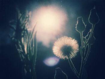 Close-up of dandelion against blurred background