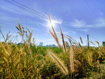 View of stalks in field against sky