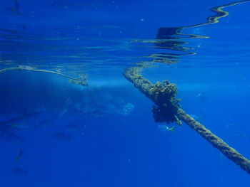 Man swimming in sea