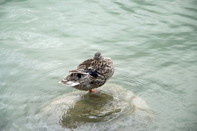 High angle view of duck swimming in lake