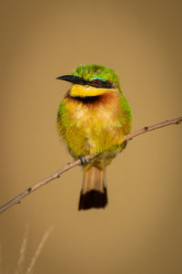 Little bee-eater on diagonal branch facing left