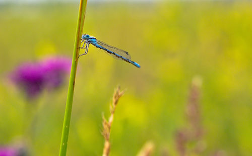 Close-up of insect on flower
