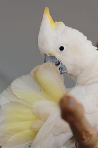 cockatoo