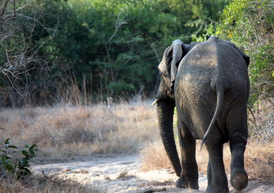 Elephant walking in a forest