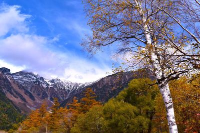 Low angle view of trees against sky