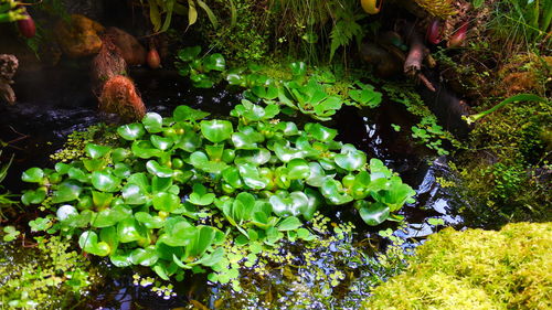 High angle view of water lily in pond