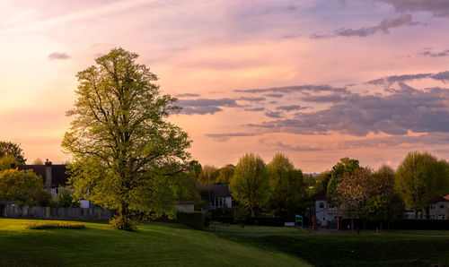 Trees and houses against sky during sunset