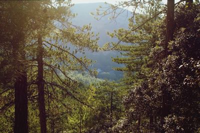 Low angle view of trees in forest against sky