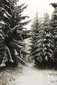 Pine trees in forest during winter