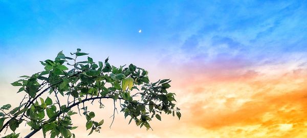 Low angle view of tree against sky