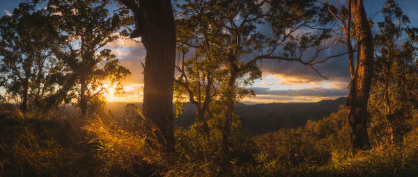 Scenic view of forest against sky during sunset