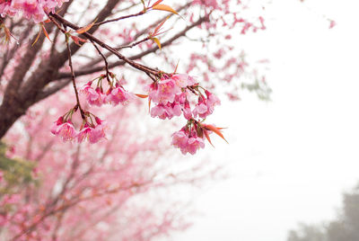 Close-up of pink cherry blossoms in spring