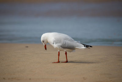 Seagull on beach