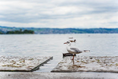 Seagull perching on a beach